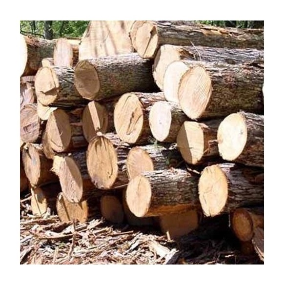 Cheap Pine Wood Logs Make Sawn Timber Original From Germany