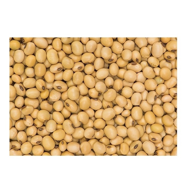 Soybeans Good Quality / Soybeans Seeds / Soy bean for Sale