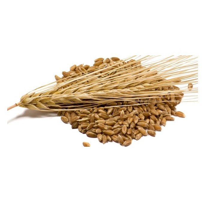 Best Barley For Animal Feed and Human