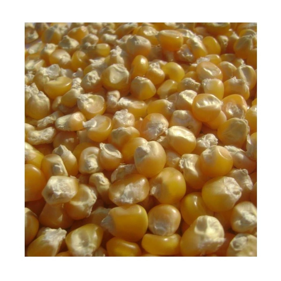 Yellow corn Maize - Wholesale French Sweet Yellow Corn For Animal Feed | Dried Wholesale Corn Grains