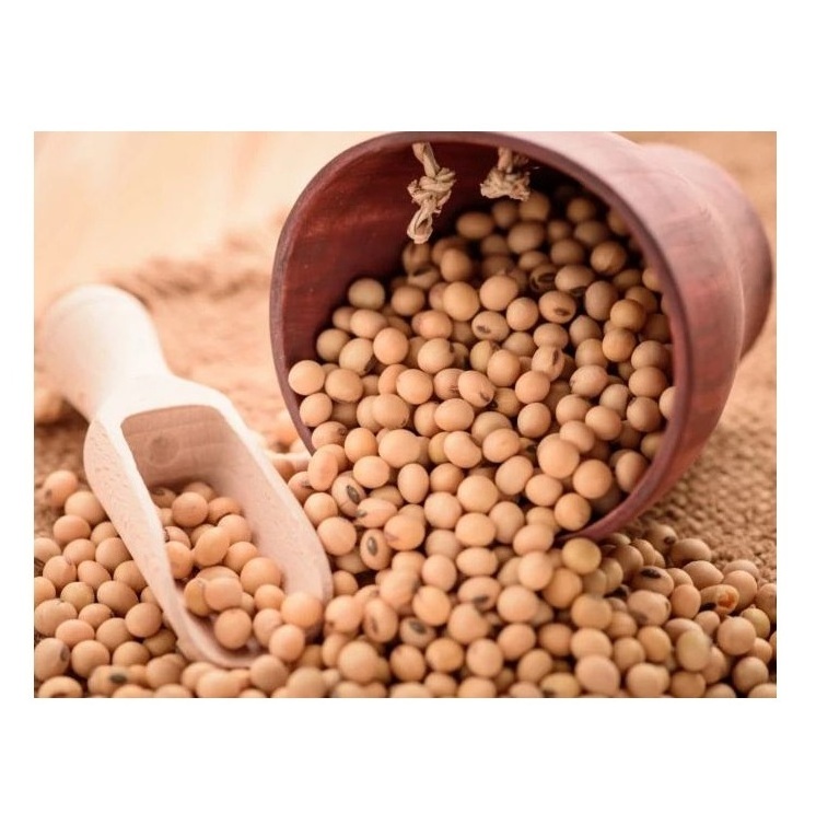 Soybeans Good Quality / Soybeans Seeds / Soy bean for Sale