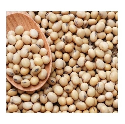 Soybeans Good Quality / Soybeans Seeds / Soy bean for Sale