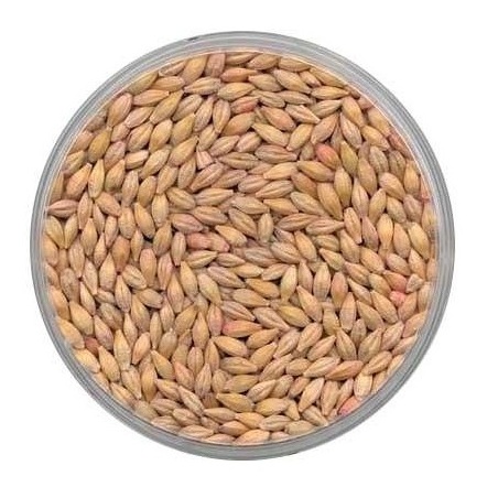 Best Barley For Animal Feed and Human