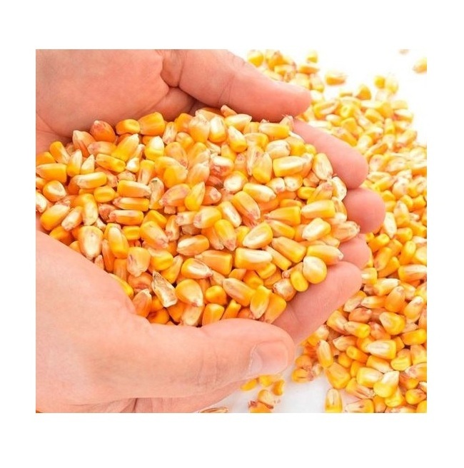 Yellow corn Maize - Wholesale French Sweet Yellow Corn For Animal Feed | Dried Wholesale Corn Grains