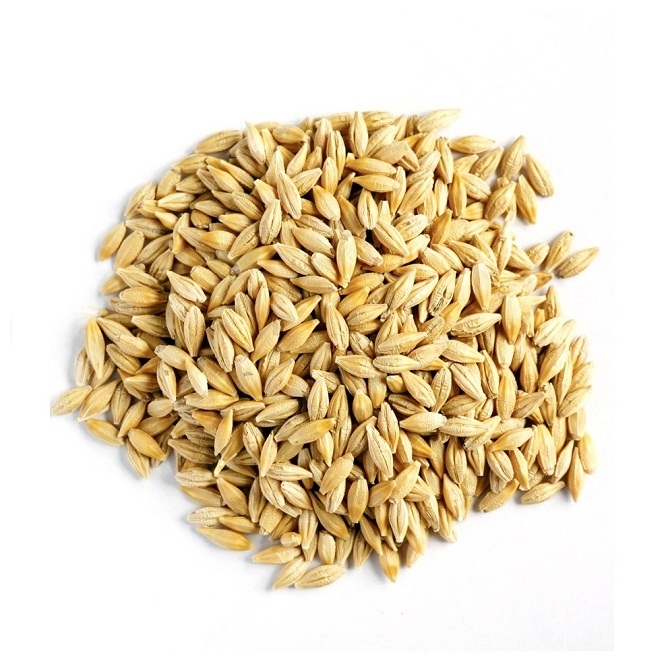 Best Barley For Animal Feed and Human