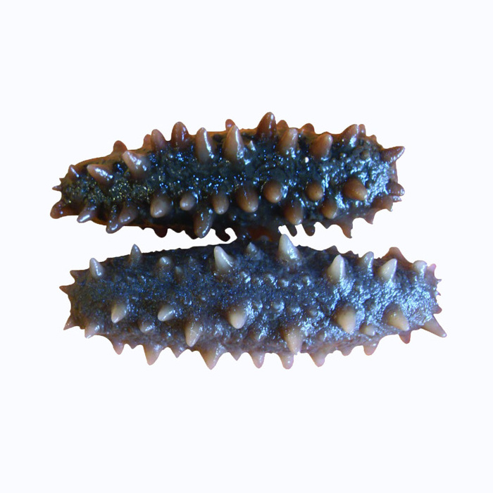 whole sale Price Frozen Sea Cucumber and Quality Dried Sea Cucumber for sale