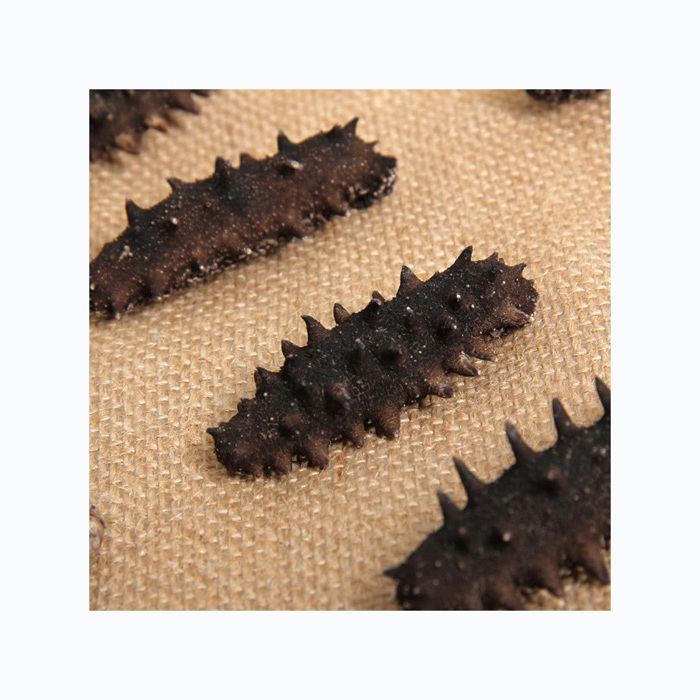 whole sale Price Frozen Sea Cucumber and Quality Dried Sea Cucumber for sale