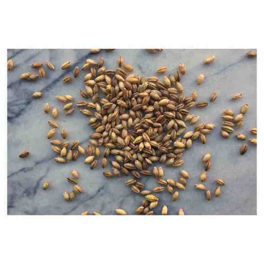 Barley Grains Premium Barley Seeds/Animal feed barley/bulk barley grains Malted Barley Malt grain for sale Top Grade