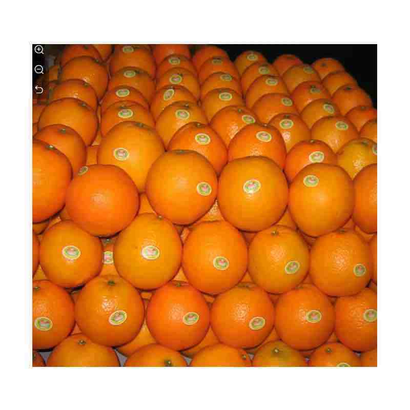 FRESH CITRUS FRUITS - Valencia/Navel Orange, Lime/Lemon, Mandarin Oranges, Citrus,Tangerines for sale From Canada