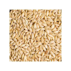 Barley Grains Premium Barley Seeds/Animal feed barley/bulk barley grains Malted Barley Malt grain for sale Top Grade