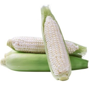 Wholesale Preservation Quick Frozen Sweet Glutinous Corn Stick Grains fresh sweet Corn cutting on the cob