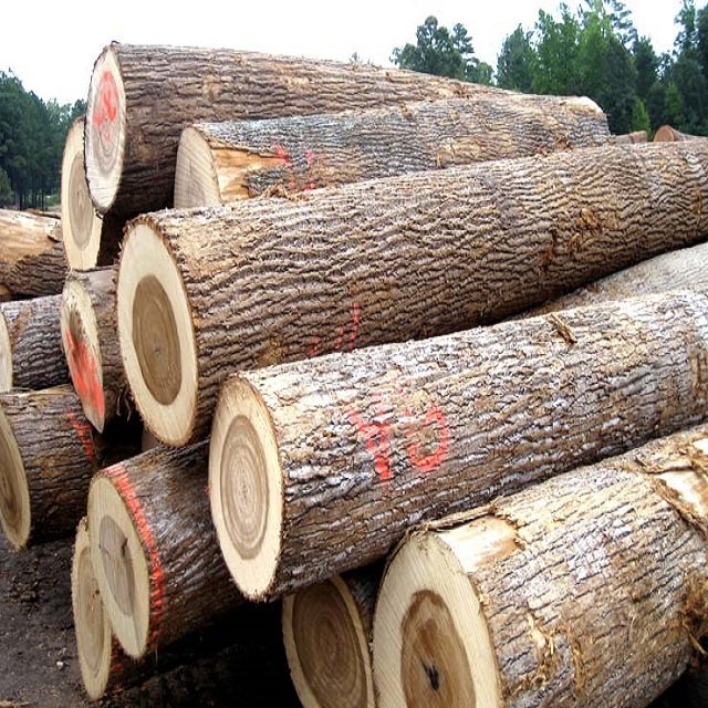 EUCALYPTUS TIMBER WOOD LOGS / CRUDE WOOD AND PINE SPRUCE BIRCH OAK ASH LOGS/TIMBER