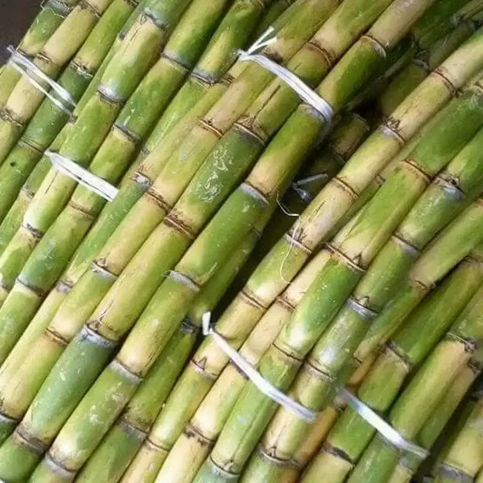 HOT 2023 FROZEN SUGAR CANE - ORIGINAL SUGAR CANE export from Canada  with best price and high quality