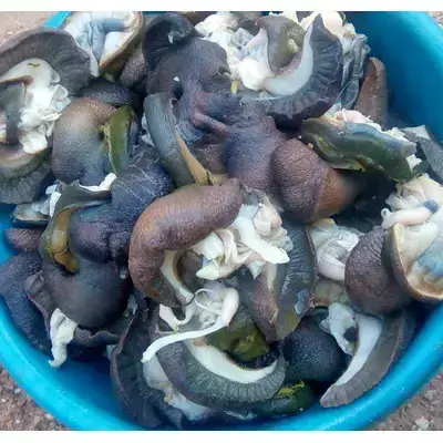 Dried / Fresh/ Frozen Snails and Giant Snails For Export Available Now from Turkey