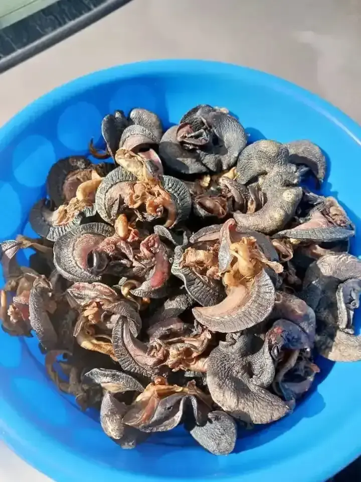 Fresh African Giant Snails/Processed Alive Frozen Dried Fresh Snails for sale