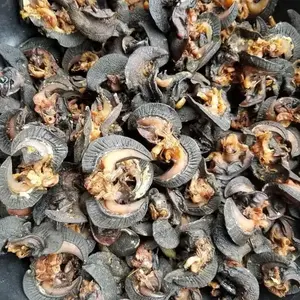 HOT SALE 2023] FROZEN SNAIL/FRESH EDIBLE SNAILS/ GOLDEN SNAILS 2024