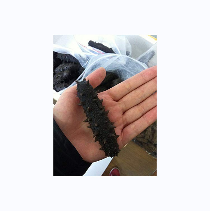 Freezing Process Iqf Frozen Sea Cucumber Price Cheap Value High Sea Cucumber