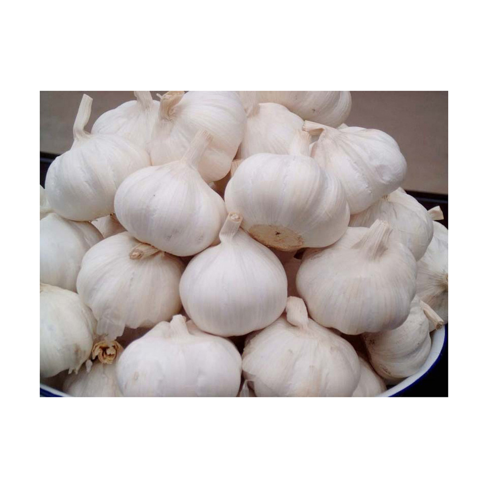 Garlic pure white garlic top grade snow white wholesale new crop fresh white garlic