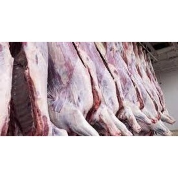 good quality frozen donkey shin/shank halal