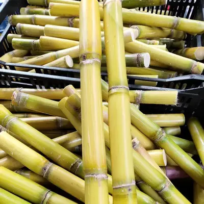 HOT 2023 FROZEN SUGAR CANE - ORIGINAL SUGAR CANE export from Canada  with best price and high quality