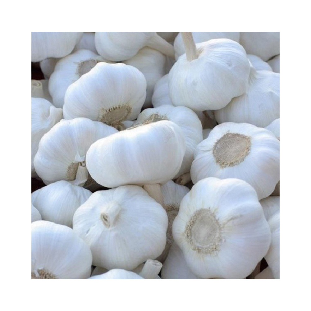 Garlic pure white garlic top grade snow white wholesale new crop fresh white garlic