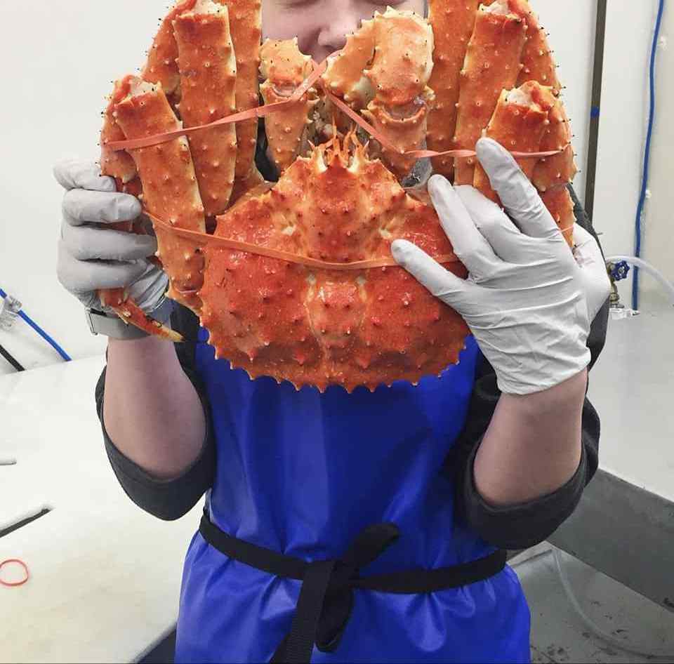 Best Red King Crab And Swimming Crab Available