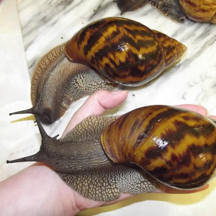 Fresh African Giant Snails/Frozen, Dried & Alive Snails for Sale, GIANT AFRICAN SNAILS