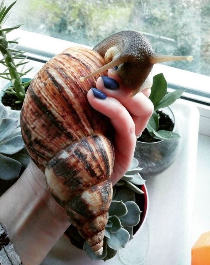 Fresh African Giant Snails/Frozen, Dried & Alive Snails for Sale, GIANT AFRICAN SNAILS