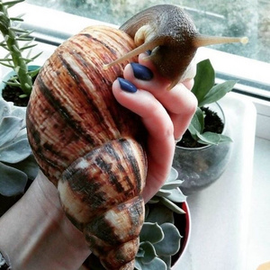 Fresh African Giant Snails/Frozen, Dried & Alive Snails for Sale, GIANT AFRICAN SNAILS