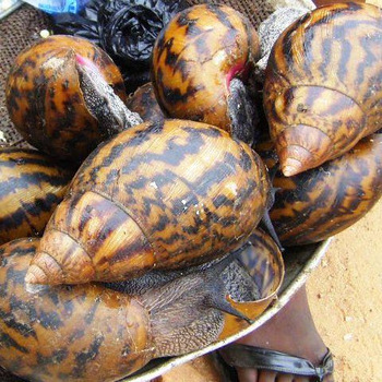 Giant African Land Snails for sale,High Quality Edible Snails Frozen,Dried ,Fresh Snails