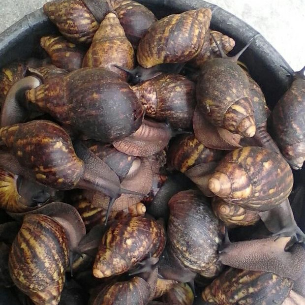 Giant African Land Snails for sale,High Quality Edible Snails Frozen,Dried ,Fresh Snails