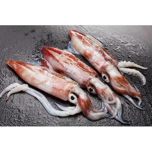 Frozen loligo squid with high quality in Vietnam