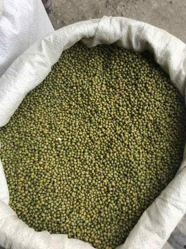 100% 2021 wholesale Green mung beans for sprouting