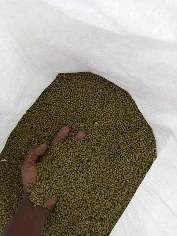 100% 2021 wholesale Green mung beans for sprouting