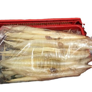 Hot Selling Dried Fish Maw/ Dried Corvina Fish Maw Cheapest Price From VietNam MS KATHY+84 896650714