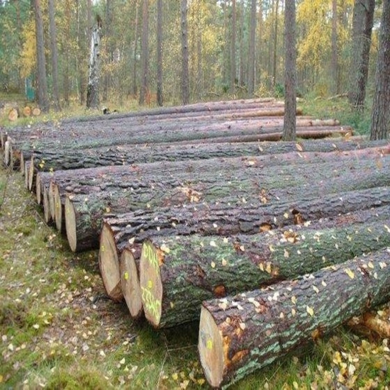 High Quality Round Teak Wood, Tali Wood, Padouk, Pine, Boxwood, Azobe Wood and Timber Logs