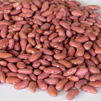 Bulk Red Kidney beans/ white kidney beans