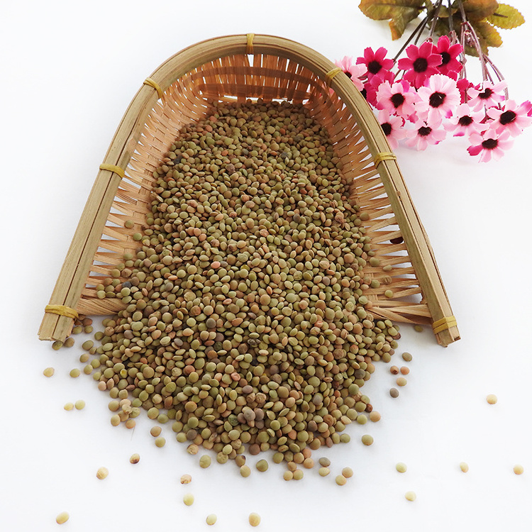 Top Quality Best price export green red Lentils( Masoor Dal)