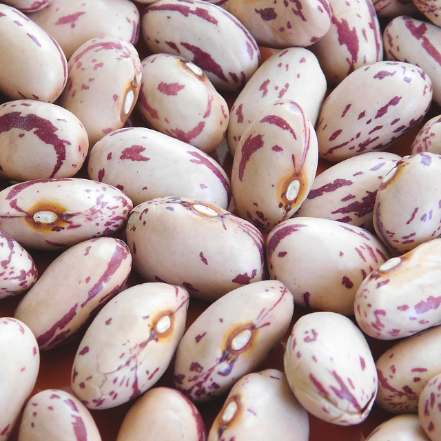 Bulk Red Kidney beans/ white kidney beans