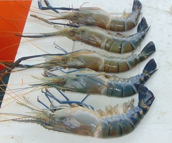 Canada  Exports Hot Selling Prawn Freshwater Shrimps Seafood Wholesale Frozen Black Tiger Shrimp