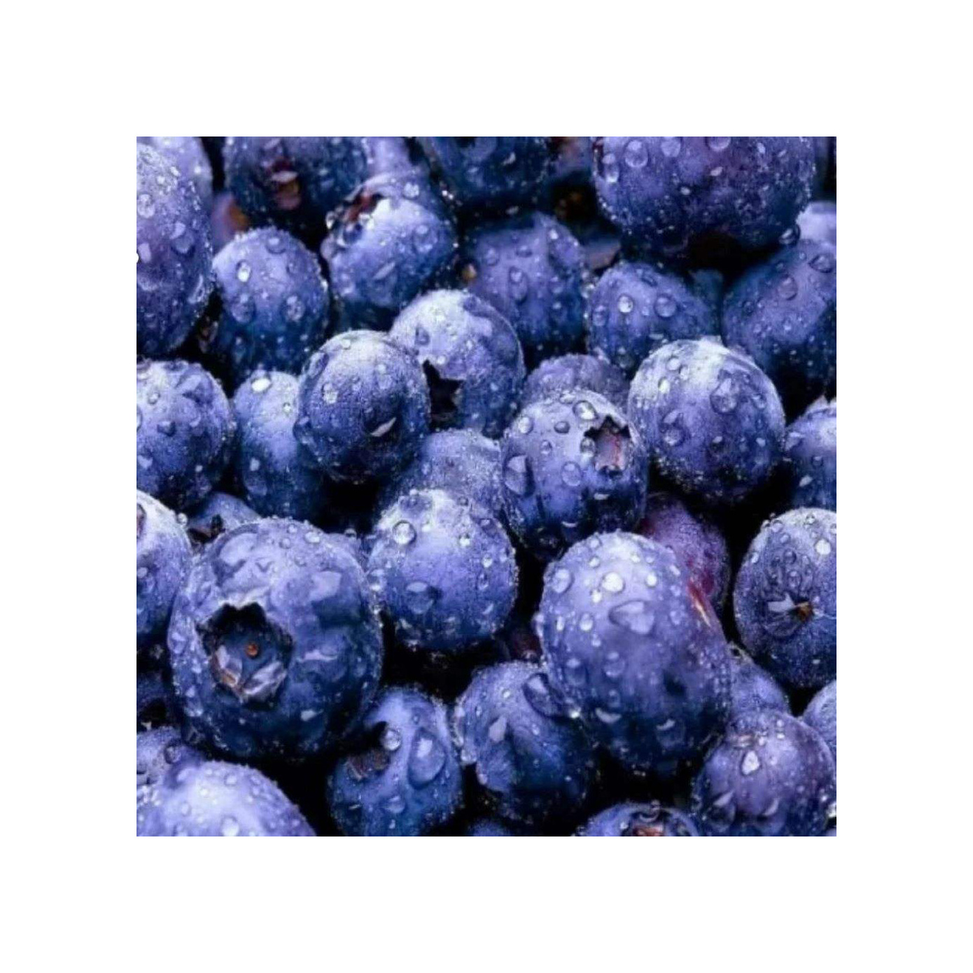 Export bulk IQF frozen blueberry price frozen fruits for juice jam