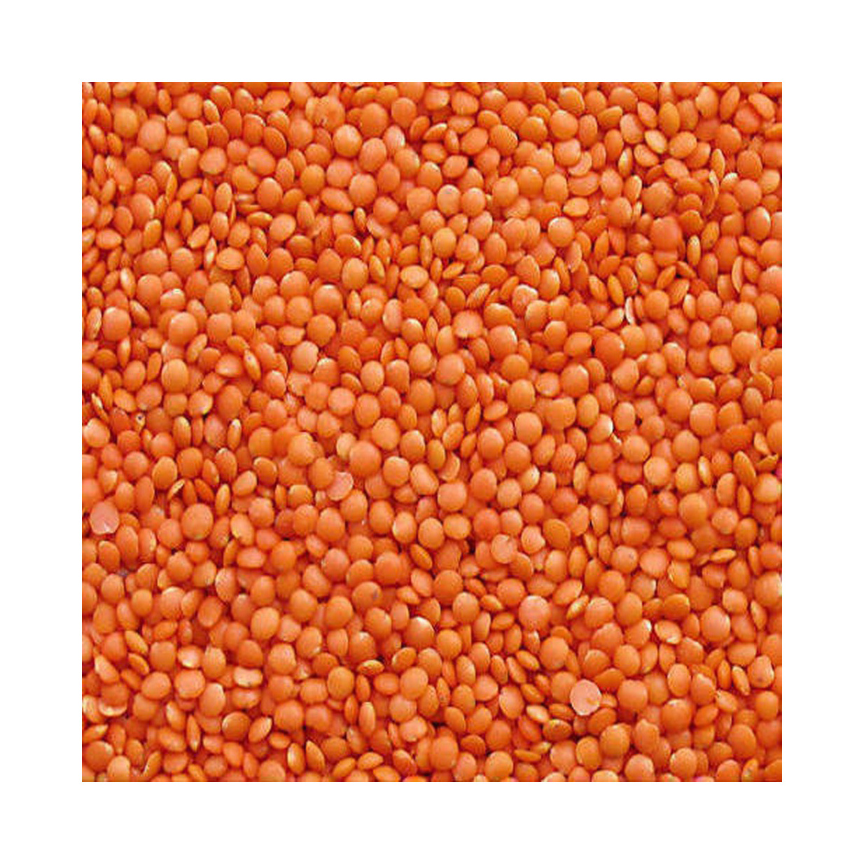 Red Lentils Price with 2 Years Shelf Life 25/50 KG PP Bag Red Spilt Football