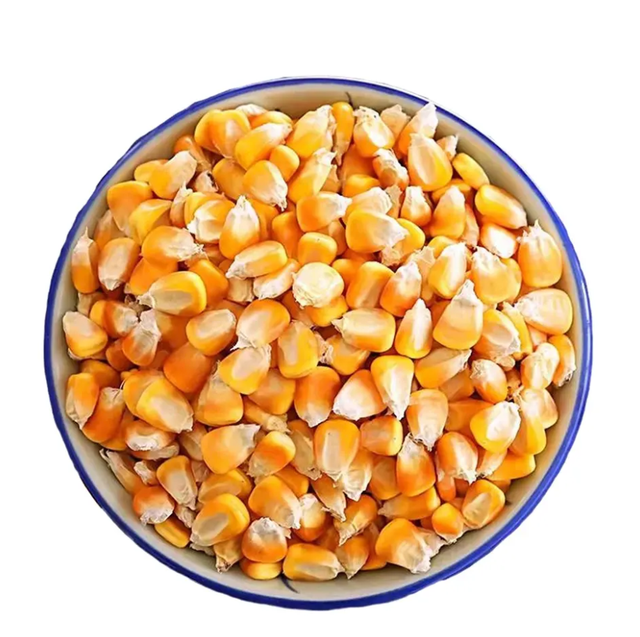 High Quality New Crop Non GMO Yellow Corn Maize for human and animal feed grade consumption