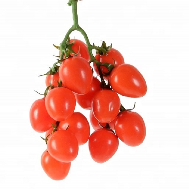 Wholesale Fresh Tomato with Natural red / Best quality for wholesale / Quick response and cheap price