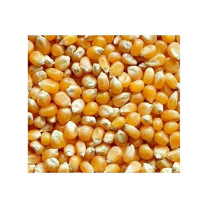 High Quality New Crop Non GMO Yellow Corn Maize for human and animal feed grade consumption