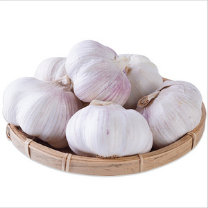 Garlic Canada fresh pure white garlic for wholesale fresh vegetables in 20kg mesh bags/cartons factory price fresh white garlic