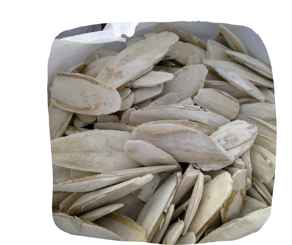 Dried Cuttle Fish Dry Cuttle Fish Bone Cuttlefish Whole Clean Giant Cuttle Bone Low Price