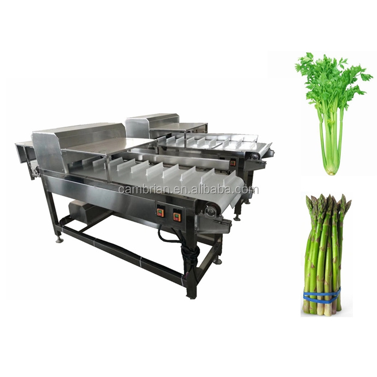 Easy operation asparagus root cutter machine vegetable root cutting machine celery lettuce spinach root cutter