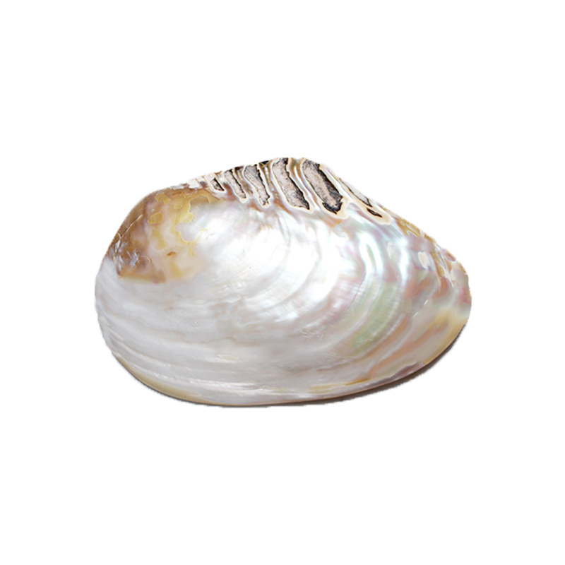 Natural Mother of Pearl Sea shell Polished Supplier Natural Pearl Shell Oyster Mother of Pearl Abalone shell