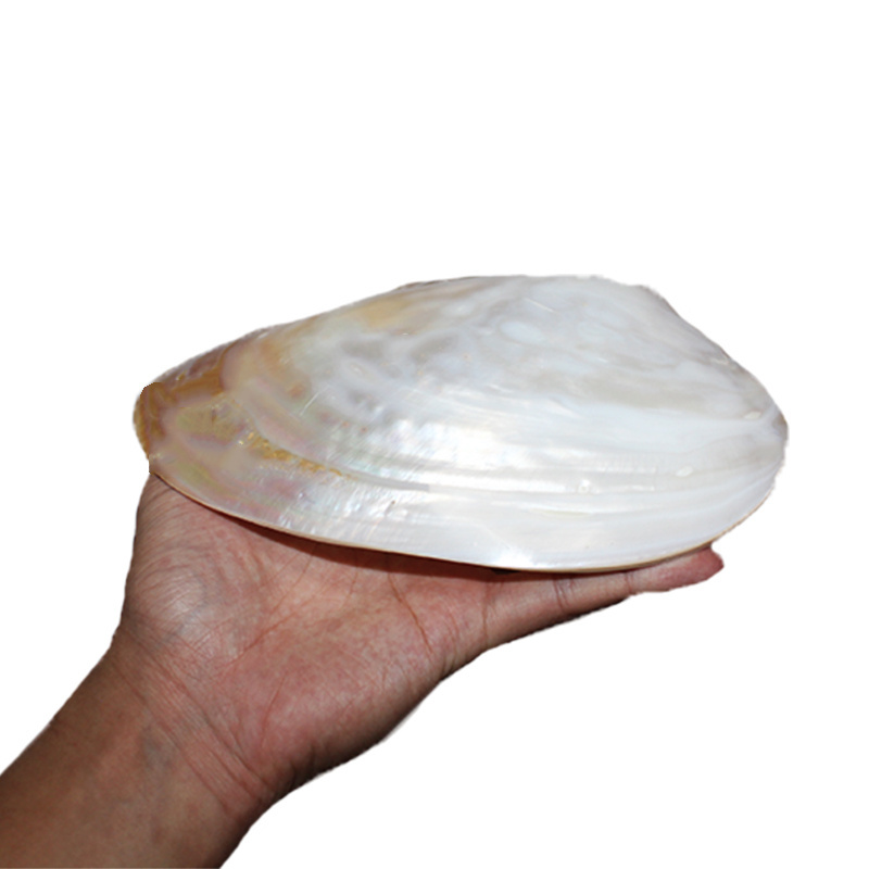 Natural Mother of Pearl Sea shell Polished Supplier Natural Pearl Shell Oyster Mother of Pearl Abalone shell